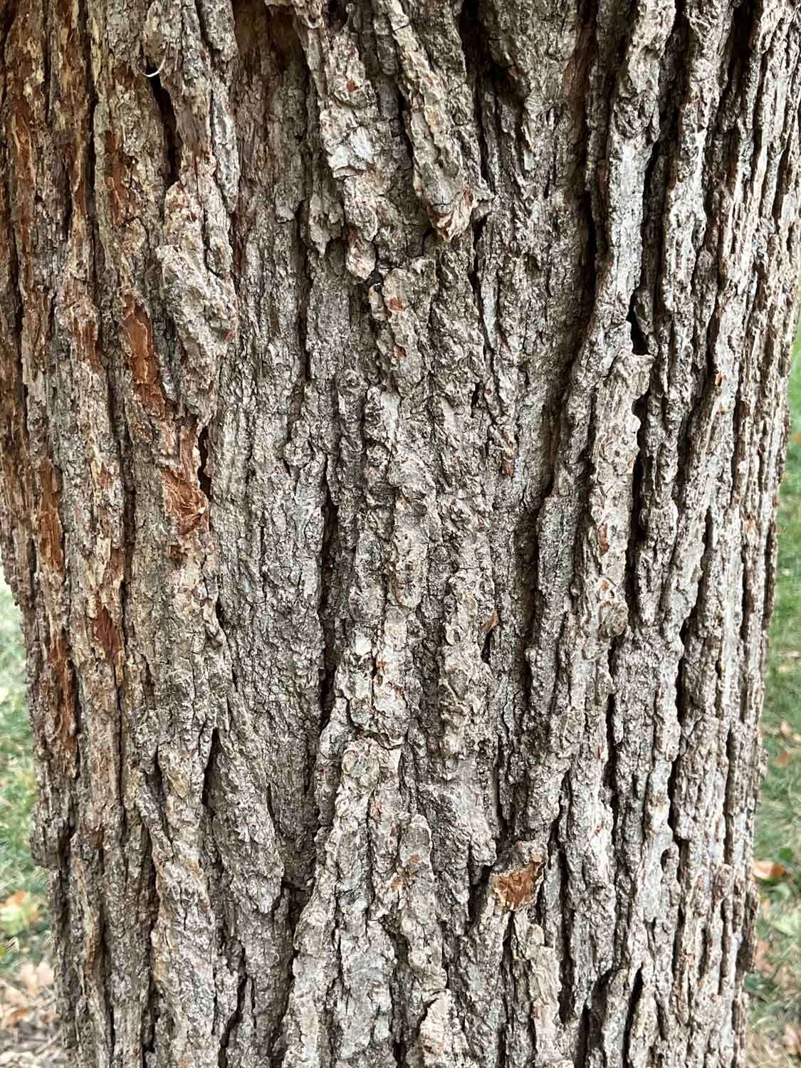 Faxon Oak 34-6-3 - Linda Hall Library