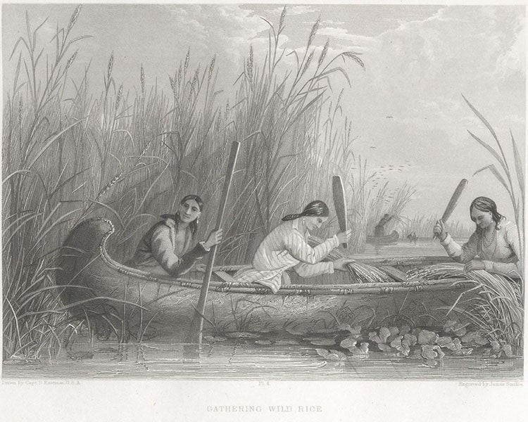 “Gathering Wild Rice,” engraving after a watercolor by Seth Eastman, in Indian Tribes of the United States, by Henry Schoolcraft, vol. 3, 1853 (Linda Hall Library)