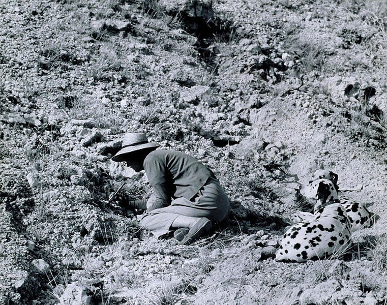 Mary Leakey working at Olduvai Gorge where OH 5 (Zinj) was discovered in 1959 (leakeyfoundation.org)
