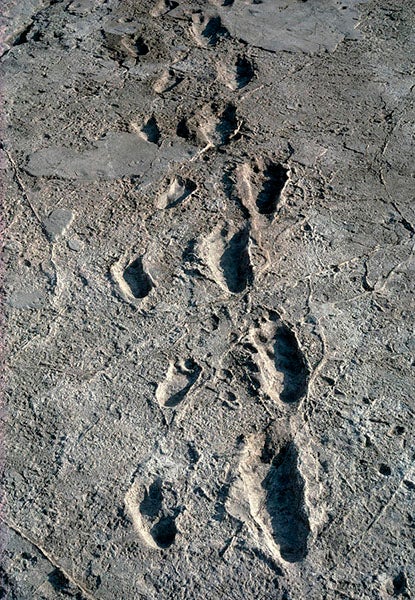 Bipedal hominid footprints at Laetoli, Tanzania, probably made by Australopithecus afarensis, 3.7 million years ago, discovered by a team headed by Mary Leakey, 1978 (photo by John Reader, Fine Art America).