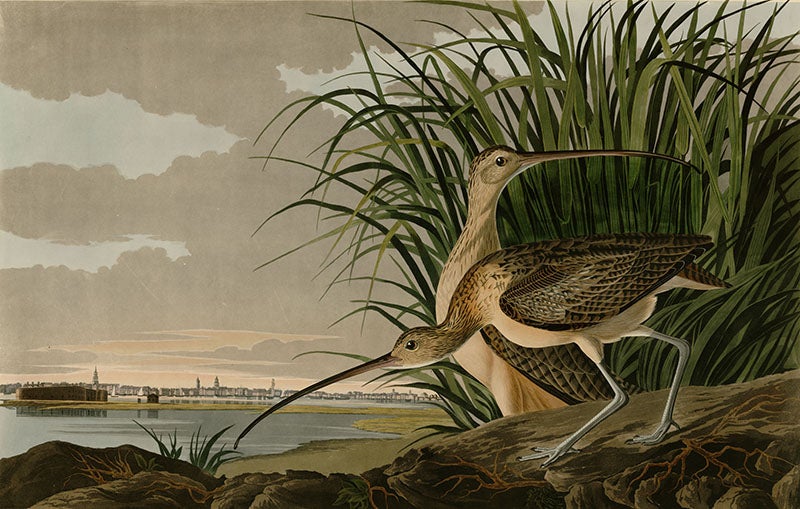 Long-billed Curlew, drawn by J.J. Audubon, engraved by R. Havell, Jr., plate 231 in Audubon’s <i>Birds of America</i>, 1827-38 (Wikimedia commons)