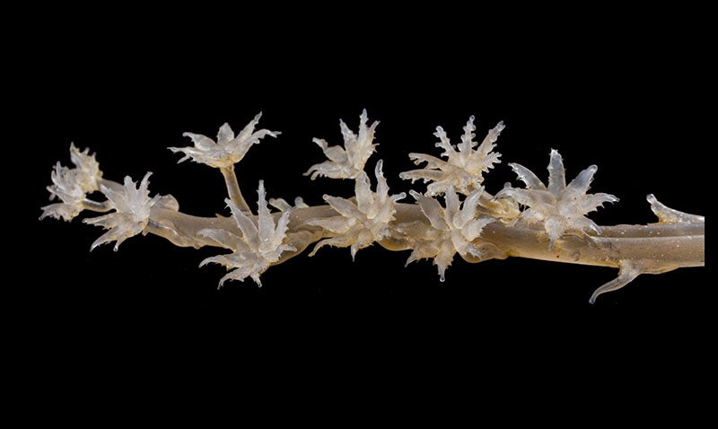 Sea pen, Kophobelemnon stelliferum, glass artwork by Leopold and Rudolph Blaschka, Cornell Collection, Cornell University (digital.library.cornell.edu)