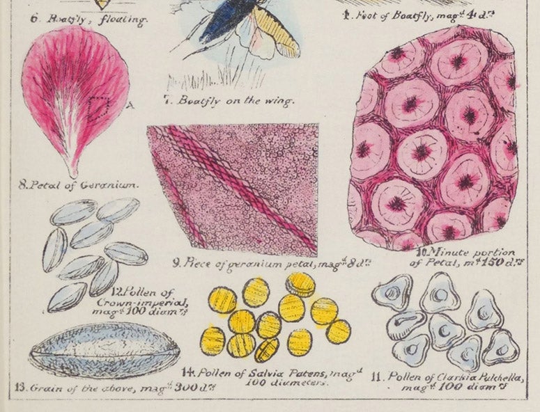 Detail showing a geranium petal, hand-colored lithograph, Sketches with the Microscope: In a Letter to a Friend, by Mary Ward, plate 13, p. 44, 1857 (Linda Hall Library)