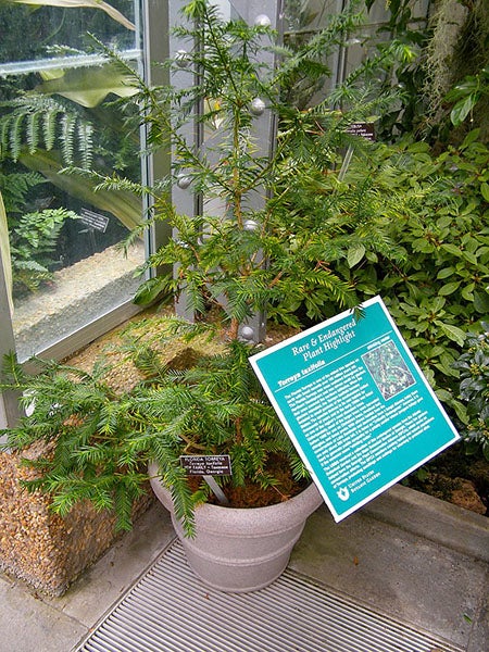 Torreya taxifolia, a rare and endangered species of yew, at the U.S. Botanic Garden, Washington, D.C. (Wikimedia commons)