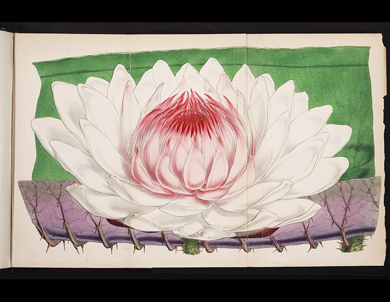 1120_002, 6/4/18, 9:02 AM,  8C, 5270x8000 (481+0), 100%, Custom,  1/60 s, R73.1, G60.2, B71.3