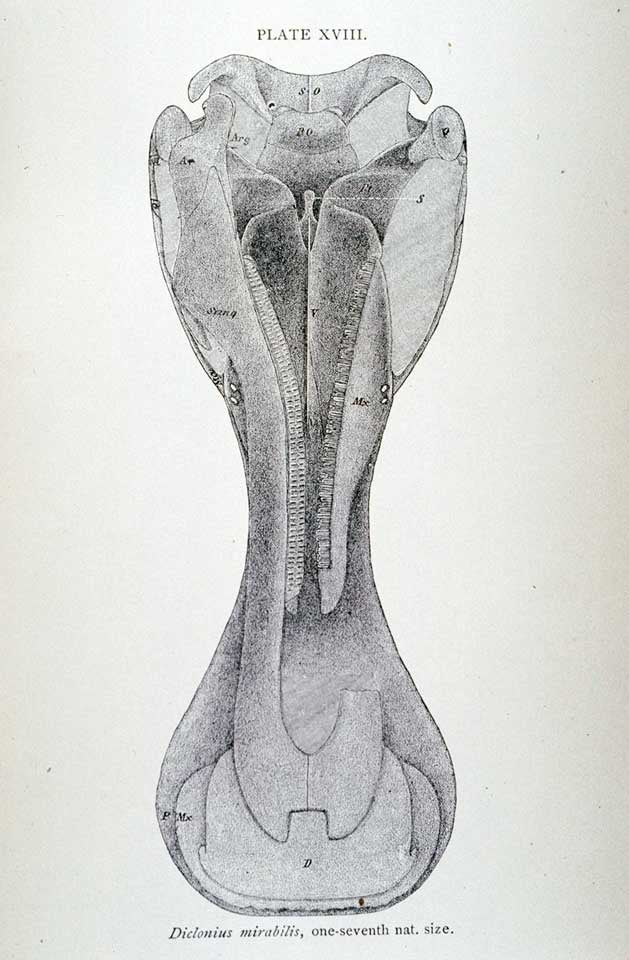 Diclonius mirabilis. This work is part of our History of Science Collection, but it was NOT included in the original exhibition. Image source: Cope, Edward Drinker. "The structure and appearance of a Laramie Dinosaurian," in: American Naturalist, vol. 17 (1883), pl. 18.