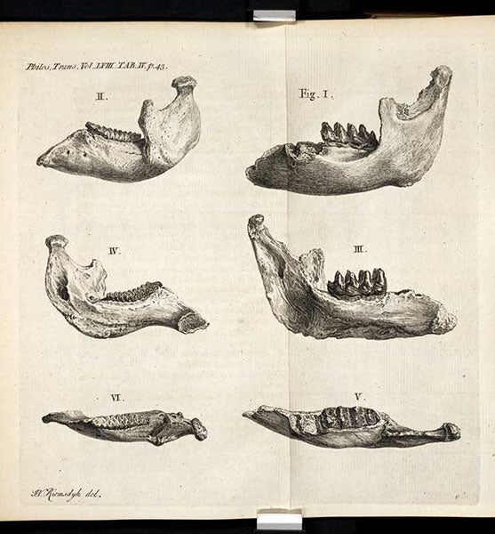 Comparison of jaws of elephant (left) and mastodon (right), William Hunter, Philosophical Transactions of the Royal Society of London, vol. 58, 1768 (Linda Hall Library)