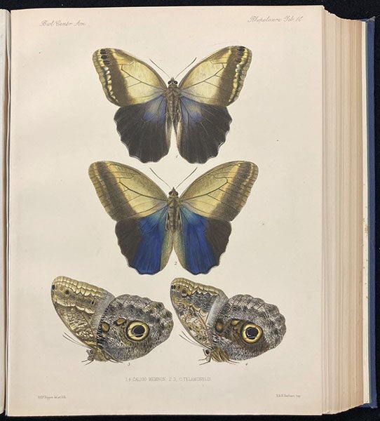 Owl butterflies, in the genus Caligo, lithograph by Robert H.F. Rippon, in Biologia Centrali-Americana: Insecta: Lepidoptera-Rhopalocera, by Frederick DuCane Godman and Osbert Salvin, vol. 3, plate 14, 1879-1901 (Linda Hall Library)