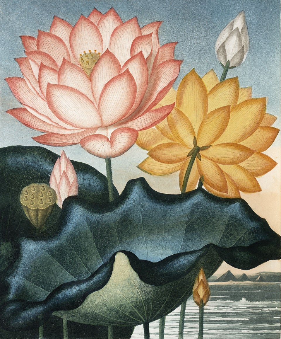 Sacred Lotus (pink), with American Lotus or Water-lily (yellow). Image source: Thornton, Robert John, et al. The Temple of Flora, or Garden of Nature. London: Printed, for the publisher [i.e. the author], by T. Bensley, 1807.