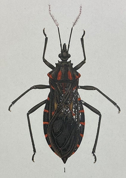 Benchuca bug, Triatoma infestans, vector for the parasite Trypanosoma cruzi, drawing by Manuell de Castro Silva, in Memórias do Instituto Oswaldo Cruz, vol. 1, plate 9, 1909 (Linda Hall Library)