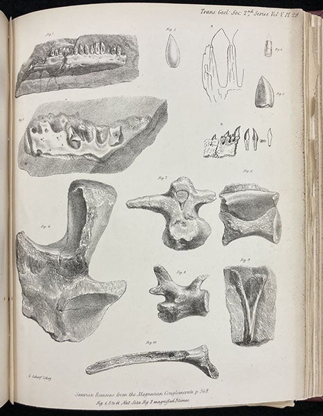 Jaws and teeth of Thecodontosaurus and other saurians found near Bristol, lithographed plate in “A description of various fossil remains of three distinct saurian animals, recently discovered in the Magnesian Conglomerate near Bristol," by Henry Riley and Samuel Stutchbury, Transactions of the Geological Society of London, plate 29, end of vol. 5, ser. 2, 1840. (Linda Hall Library)