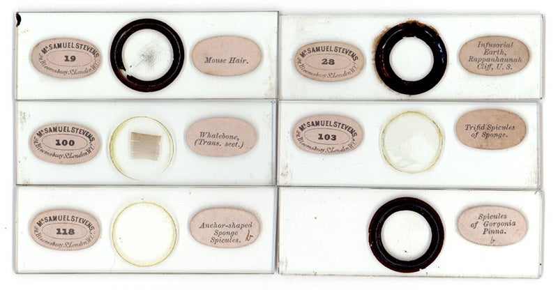 Six microscope slides sold by Samuel Stevens, with his original labels still intact (Brian Stevenson at microscopist.net/StevensS)