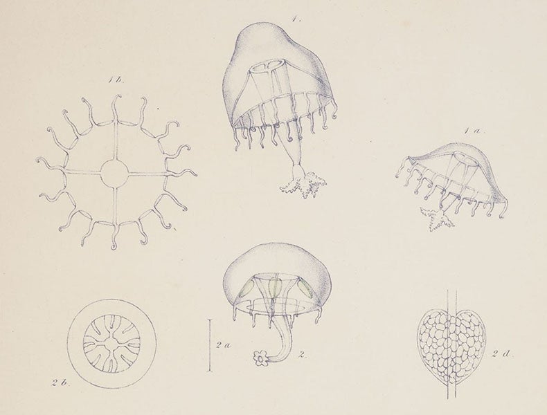Jellyfish, detail of hand-colored engraving, in A Monograph of the British Naked-Eyed Medusæ, by Edward Forbes, plate 1, 1848 (Linda Hall Library)