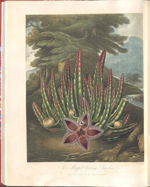 The Maggot-bearing Stapelia, engraving after a painting by Peter Henderson, 1801, in The Temple of Flora, by Robert Thornton, 1807 (Linda Hall Library)