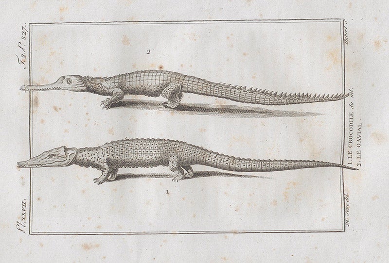 A gavial and a Nile crocodile, engraving, in François Daudin, Histoire naturelle ... des reptiles, vol. 2, 1802 (Linda Hall Library)