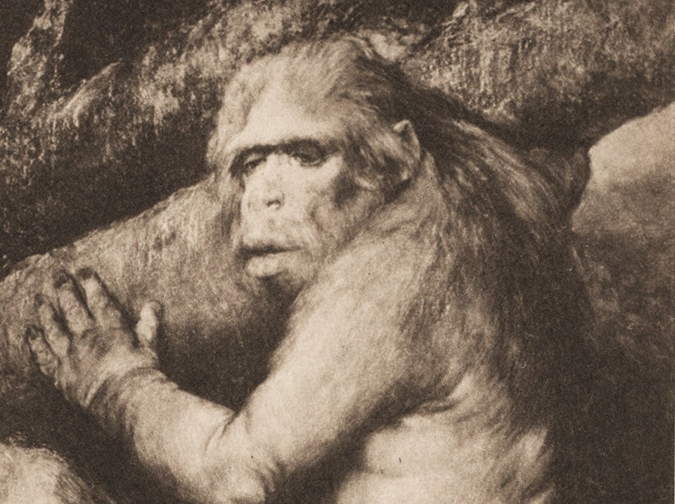 Detail of Pithecanthropus. Image source: Haeckel, Ernst. Natürliche Schopfungsgeschichte. Berlin: Reimer, 1898, pl. 29. 