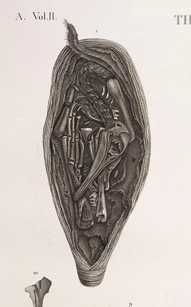 Detail of Ibis mummy, Description de l'Egypte (Linda Hall Library)