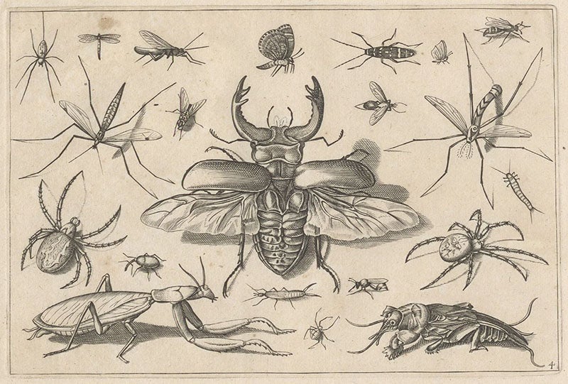 Scarab beetle with wings spread and other insects, engraving in Diversae insectarum volatilium icones ad vivum accuratissime depictae, by Jacob Hoefnagel, plate 4, 1630 (Linda Hall Library)