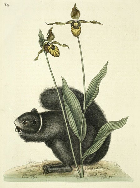 A lady’s slipper and a black squirrel, detail of hand-colored engraving in The Natural History of Carolina, Florida, and the Bahama Islands, by Mark Catesby, 2nd ed., vol. 2, plate 73, 1754; the lady’s slipper was grown in Peter Collinson’s garden (Linda Hall Library)