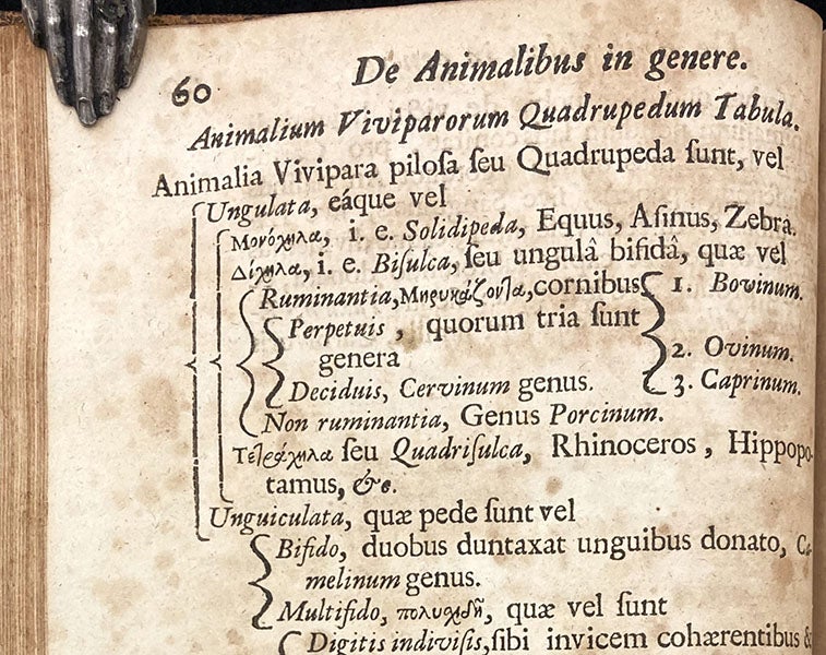 Detail of the classification chart for quadrupeds, showing the division of the ungulates, in Synopsis methodica animalium quadrupedum, by John Ray, p. 60, 1693 (Linda Hall Library)