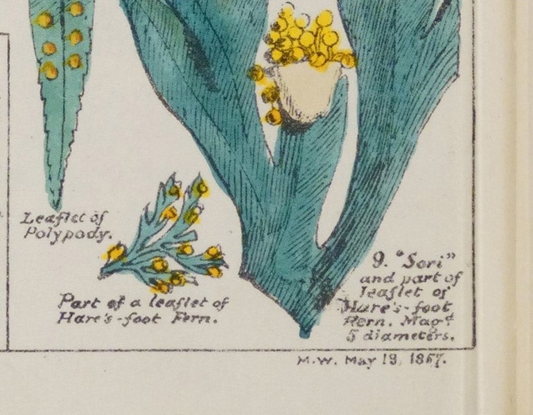 Detail of signature of artist, “M.W.”, on final plate, Sketches with the Microscope: In a Letter to a Friend, by Mary Ward, plate 14, p. 49, 1857 (Linda Hall Library)