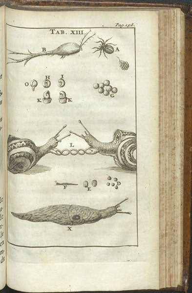 Snails copulating, with a copepod at top left, engraving in Schou-burg der rupsen, wormen, máden, en vliegende dierkens, Stephan Blankaart, plate 13, 1688 (Linda Hall Library)