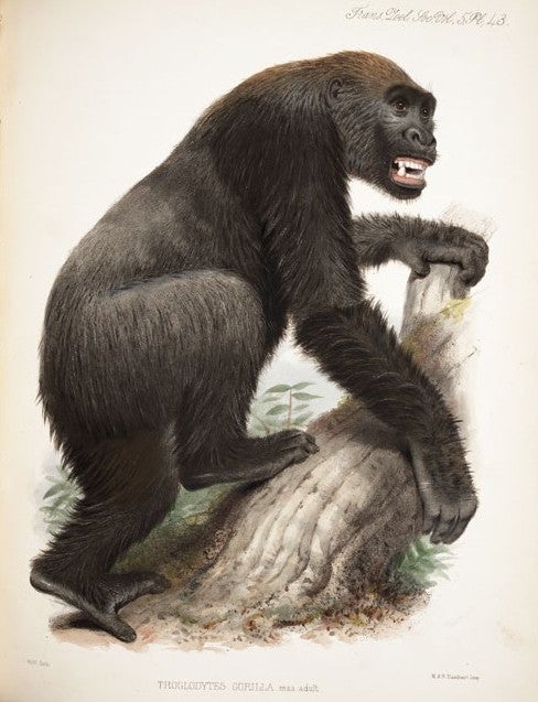 Adult gorilla. Image source: Owen, Richard. “Contribution to the Natural History of the Anthropoid Apes. No. VIII. On the External Characters of the Gorilla (Troglodytes Gorilla, Sav.).” Transactions of the Zoological Society of London, vol. 5, 1866, pl. 43.