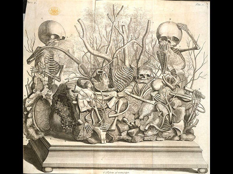 Frederik Ruysch - Linda Hall Library