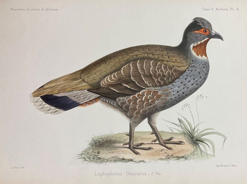 Lophophorus obscurus, a Chinese partridge, found by Père Armand David in China, described by Jules Verreaux, lithograph after drawing by Josephe Hüet, Bulletin des nouvelles archives du Muséum, vol. 5, 1869 (Linda Hall Library)