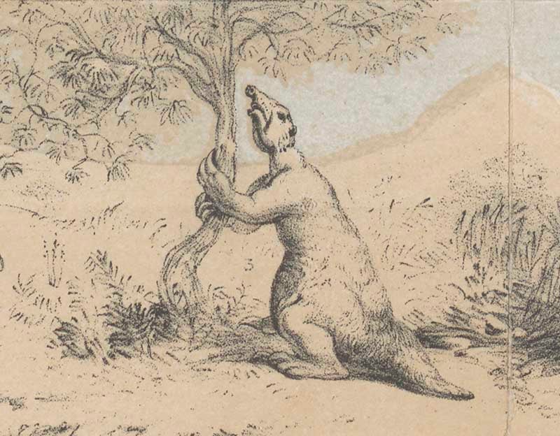 Detail of folding plate, showing a Megatherium of the Tertiary Era, from Isabelle Duncan, Pre-Adamite Man, 2nd edition, 1860 (Linda Hall Library)