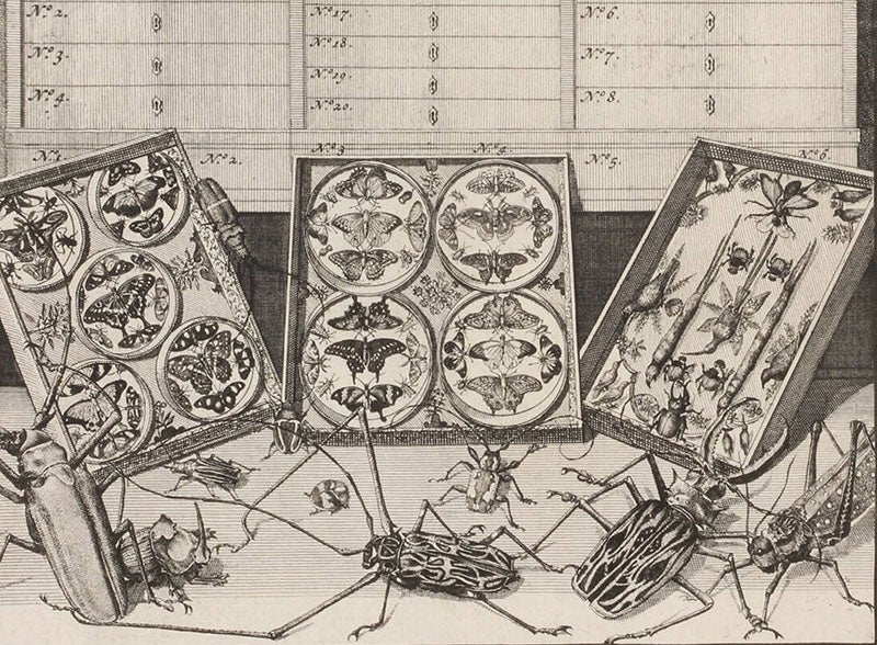 Butterlies and beetles, detail of the lower half of the engraved plate of cabinet 1, from Levinus Vincent, <i>Elenchus</i>, 1719 (Linda Hall Library)