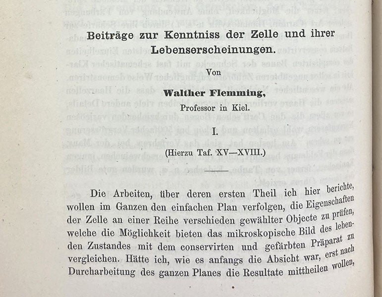 First paragraph, “Beiträge zur Kentness der Zelle und ihrer Lebenserscheinungen,” by Walther Flemming, Archiv für Mikroskopische Anatomie, vol 16, pp. 302, 1879 (The Linda Hall)