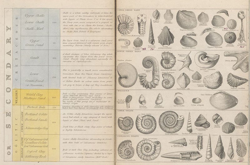 Detail of Plate 2, Secondary strata, A Tabular View of Characteristic British Fossils, Stratigraphically Arranged [compiled and engraved by J. W. Lowry, drawn by C. R. Bone], 1853 (Linda Hall Library).