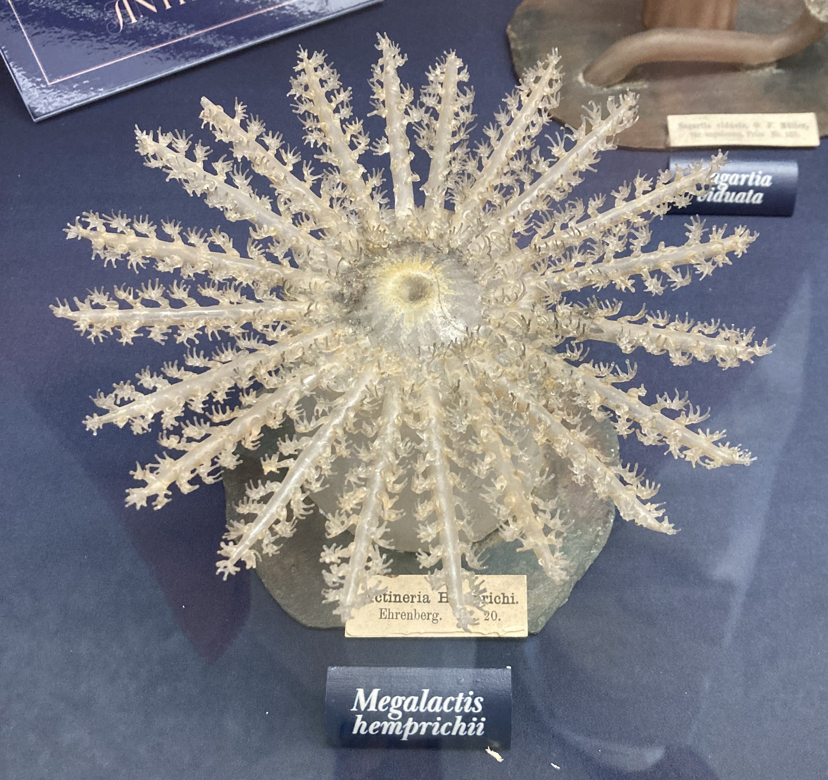 Megalactis hemprichii, a sea anemone, fashioned in glass by Leopold and Rudolf Blaschka, ca 1885, Museum of the Earth, Cornell University (photo by the author)