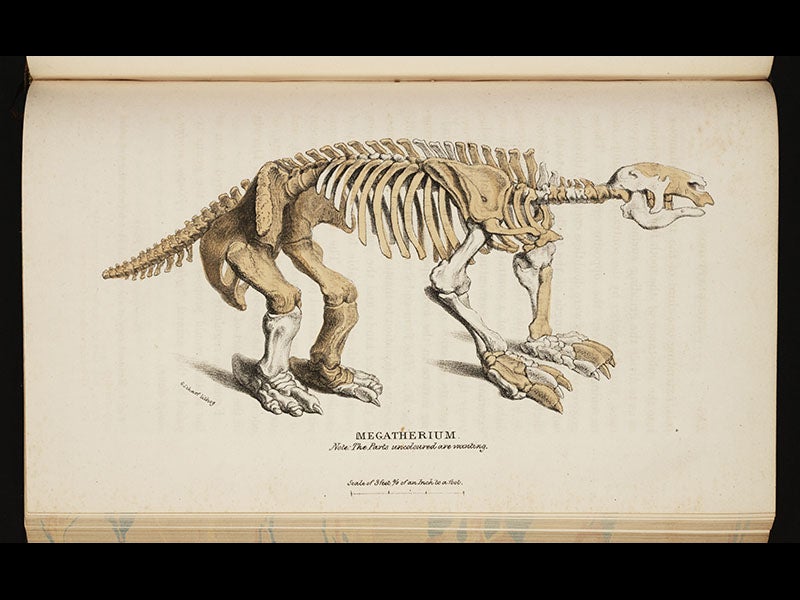 Woodbine Parish Linda Hall Library