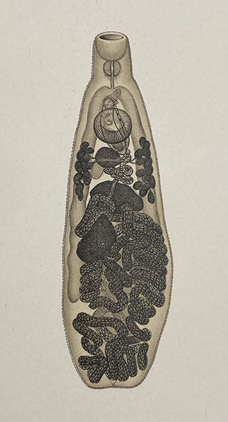 A helminth, Styphlodora, painting by Manuel de Castro Silva, Memorias do Instituto Oswaldo Cruz, vol. 3, plate 1, 1909 (Linda Hall Library)