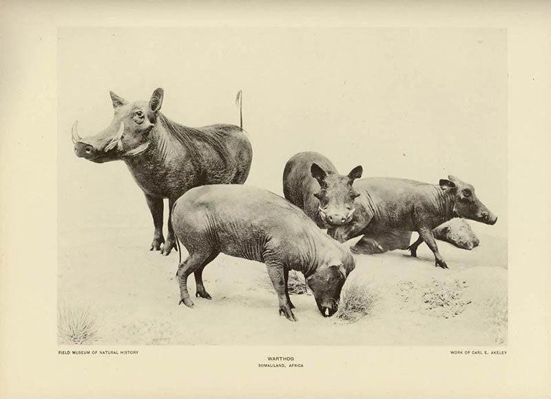 African Warthog Grouping, taxidermic mount by Carl Akeley, Field Museum of Natural History, photogravure, 1927 (taxidermy4cash.com)