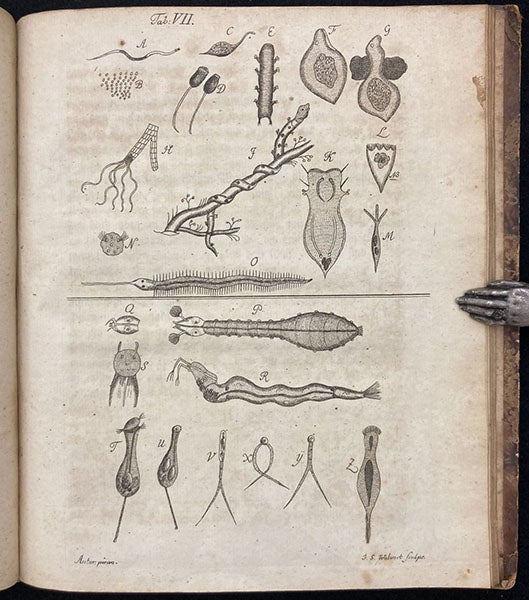 A variety of micro-organisms, engraving in Beyträge zur Naturgeschichte der kleinsten Wasserthiere, by Johann Conrad Eichhorn, plate 7, p. 72, 1781 (Linda Hall Library)