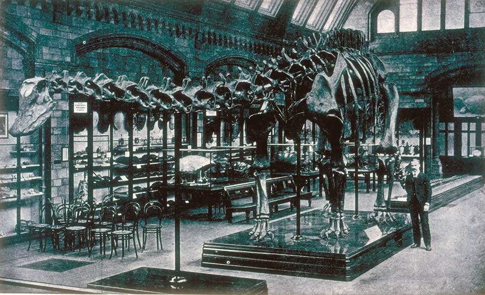 Reproduction of Diplodocus carnegiei in the British Museum. This work is part of our History of Science Collection, but it was NOT included in the original exhibition. Image source: Holland, William J. "The presentation of a reproduction of Diplodocus carnegiei to the trustees of the British Museum," in: Annals of the Carnegie Museum, vol. 3, no. 3 (1905), pl. 18.