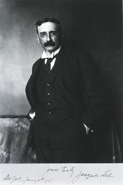 Portrait of Jacques Loeb, photograph, supposedly 1915 but more likely around 1900 (Wikimedia commons)