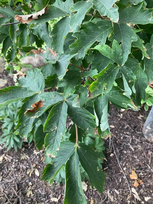 Paperbark Maple 1-2-3 - Linda Hall Library