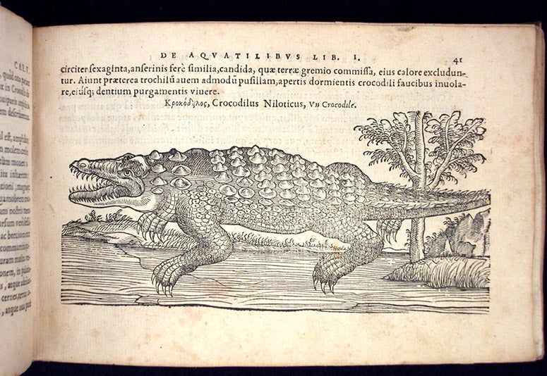 Crocodile, woodcut in De aquatilibus, by Pierre Belon, 1553 (Linda Hall Library)