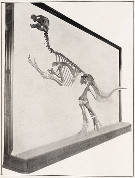 Panel mount of <i>Claosaurus</i>, oblique view (Linda Hall Library)