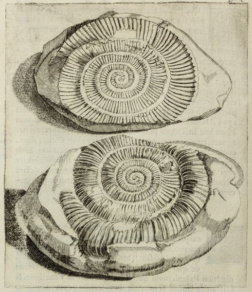 A fossil ammonite in its matrix, text engraving, in Musaeum Franc. Calceolarii, by Benedicto Ceruto and Andrea Chiocco, 1622 (Linda Hall Library)