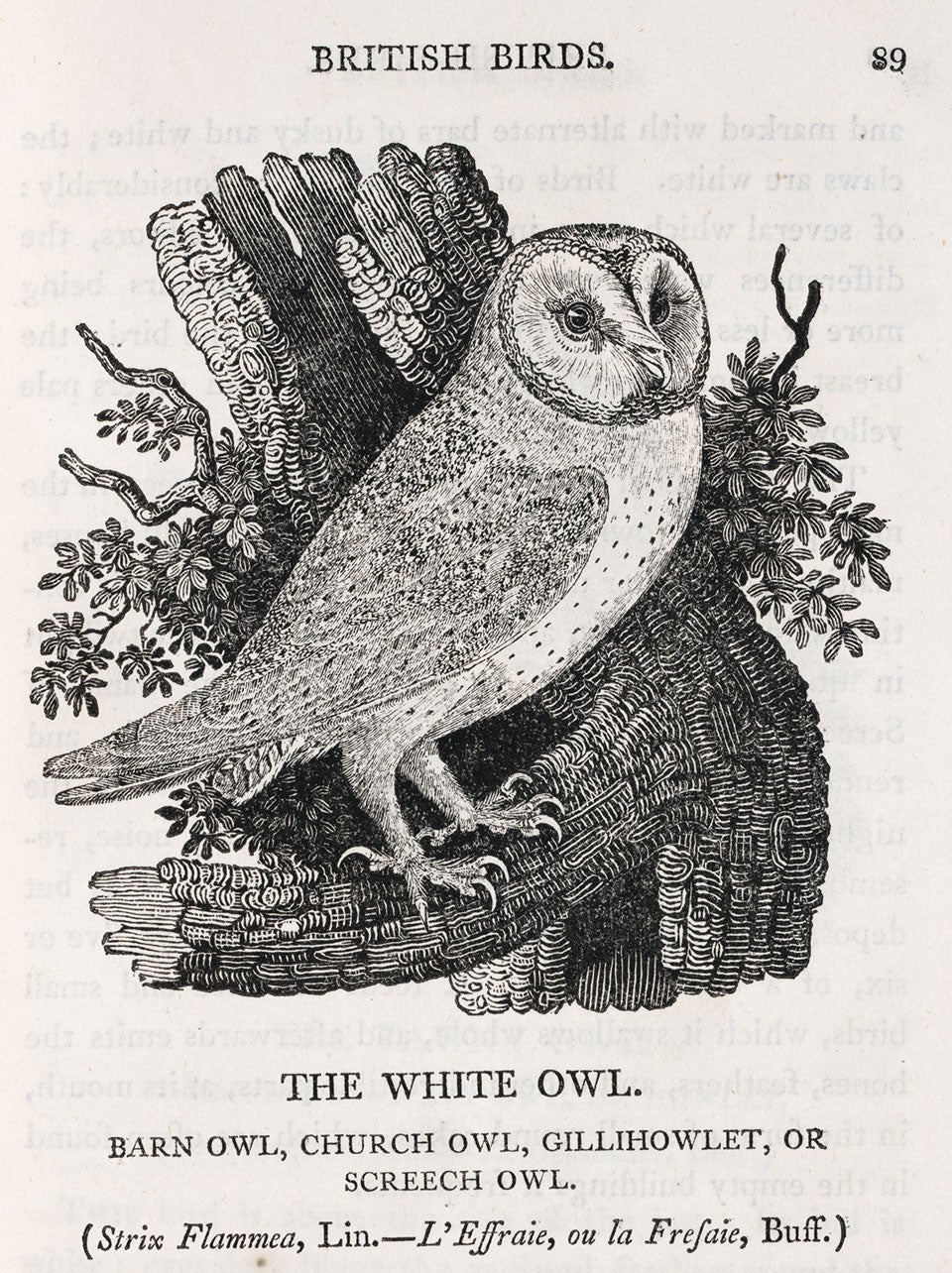 Barn owl. Image source: Bewick, Thomas. A History of British Birds. Vol. 1, Newcastle: Printed by Edward Walker, for T. Bewick, 1809, p. 89.