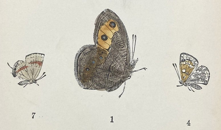 Wood nymph butterfly, hand-colored woodcut by Charles Johnson Maynard, detail of larger plate in his Manual of North American Butterflies, plate IX, 1891 (Linda Hall Library)
