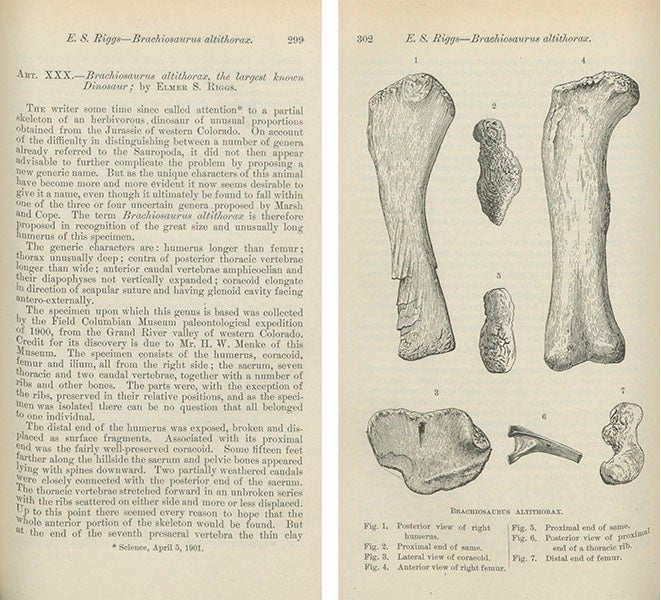 First page of Riggs’ paper describing and naming Brachiosauarus altithorax, and a text drawing providing various views of the right humerus, both from American Journal of Science, vol. 15, 1903 (Linda Hall Library)