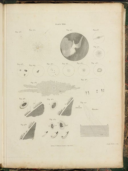 Various celestial objects, including the Great Nebula of Orion and William Herschel’s map of the Galaxy, engraving in A Course of Lectures on Natural Philosophy and the Mechanical Arts, vol. 1, plate 31, 1807, by Thomas Young (Linda Hall Library)