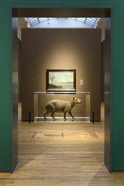 A mounted capybara in front of Sao Francisco River and Fort Maurits, by Frans Post, 1638, exhibition at the Rijksmuseum, Amsterdam, 2017 (artsy.net)