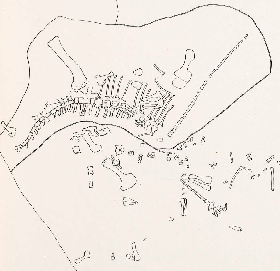Detail of Quarry C. This work was on display in the original exhibition as item 22. Image source: Hatcher, John Bell. "Diplodocus (Marsh): Its osteology, taxonomy, and probable habits, with a restoration of the skeleton," in: Memoirs of the Carnegie Museum, vol. 1 (1901), pl. 1.